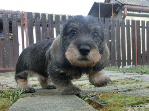 Jezev��k trpasli�� drsnosrst� s PP