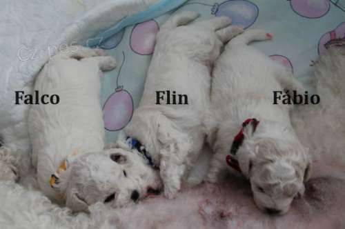 Bi�onek �t���tka