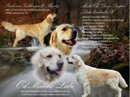 Zlat� retriever (golden retrieve) - �t���tka s PP