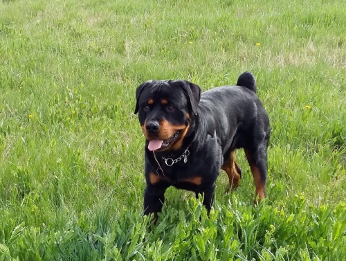 Nab�z�m Rotvajlera ke kryt�