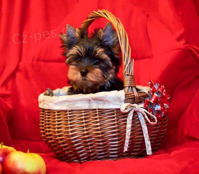 york��rsky terier 