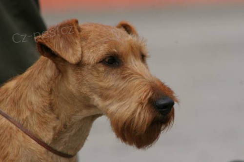 Irsk� teri�r �t��ata