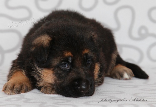 Prod�m �t��ata n�meck�ho ov��ka