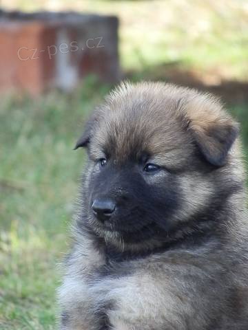 Belgick� ov��k tervueren -�t��ata