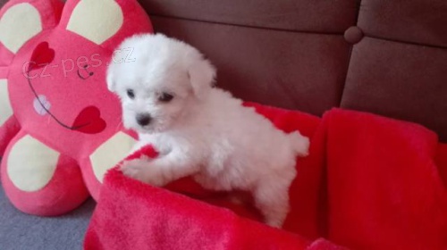 Bi�onek fris� s PP