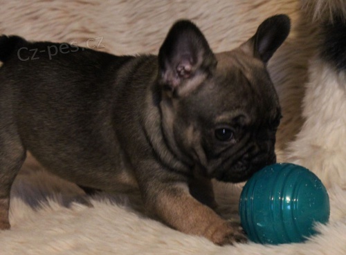 Francouzsk� buldo�ek na prodej s PP