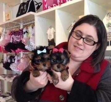 York��rsk� teri�r na prodej s PP