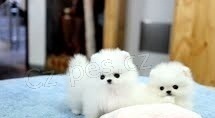 Pomeranian �t��ata pro p�ijet�