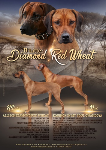 Rhod�sk� ridgeback s pp �t��ata