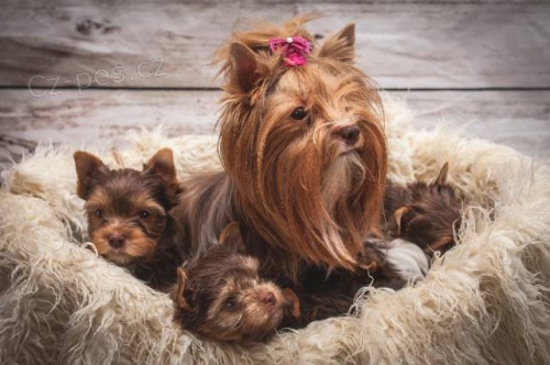 �t��ata Jork��rsk� teri�r - �okol�dov�