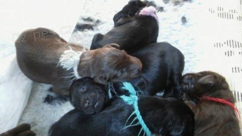 Flat Coated retriever - hn�d� a �ern� �t���tka.