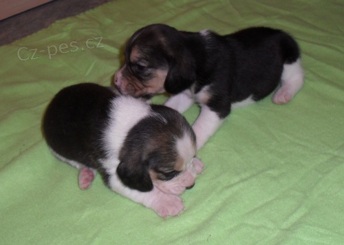 �t��ata b�gla