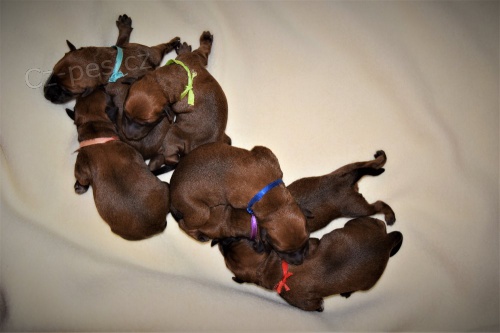 �t��ata irsk�ho teri�ra s PP