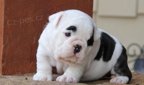 Anglick� buldok na prodej bez PP