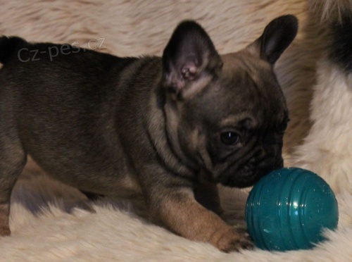 Francouzsk� buldo�ek na prodej bez PP