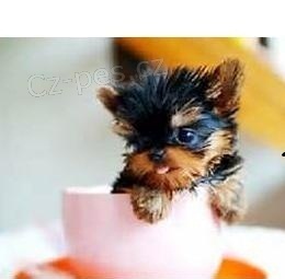 York��rsk� teri�r na prodej bez PP