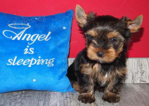 York��rsk� teri�r na prodej s PP