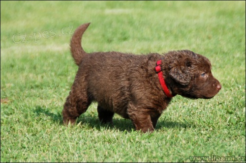 Chesapeake bay retr�vr