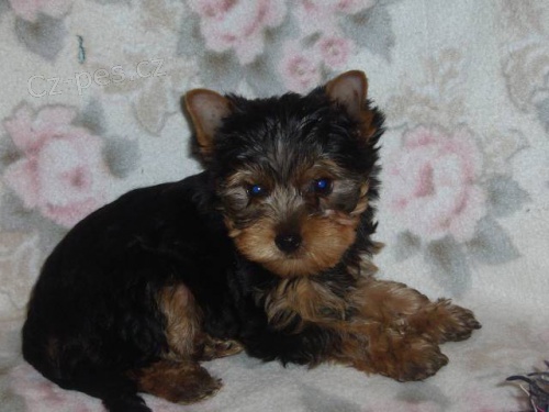 Jork��rsk� terier s PP