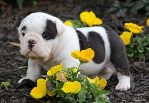 Anglick� buldok na prodej bez PP