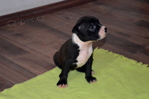 �t���tka Americk� staford��rsk� teri�r