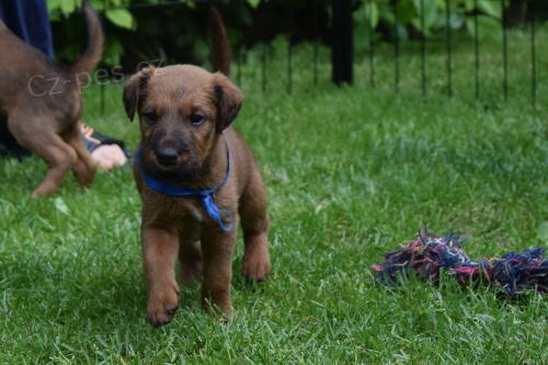 Irsk� teri�r-�t��ata s PP