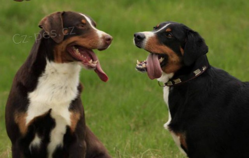 Appenzellsk� sala�nick� pes