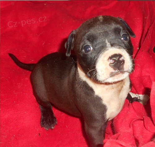 �t���tka Americk� staford��rsk� teri�r