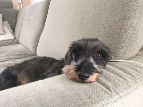 Jezev��k drsnosrst� trpasli��/kr�li�� s PP