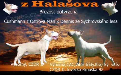 Bulteri�r �t��ata s PP, pln� testovan� rodi�e