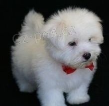 Malt�zsk� ps�k na prodej bez PP