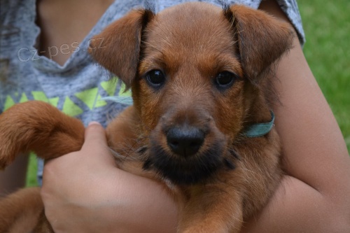 Irsk� teri�r-�t�n� s PP