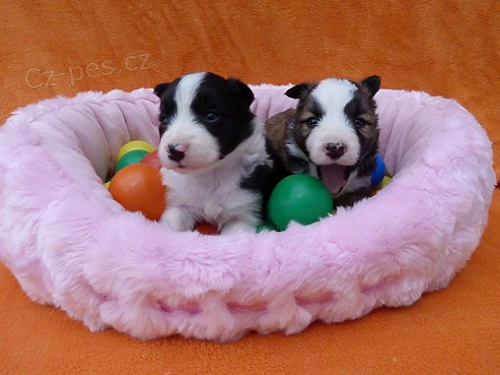 Border kolie - �t���tka s PP