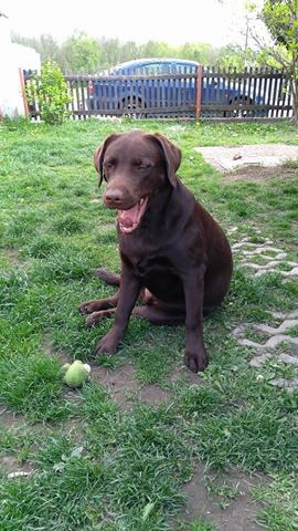 Labradorsk� retriever s PP �okol�dov�