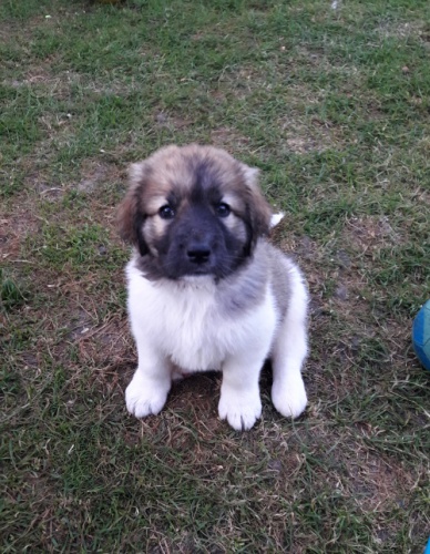 �esk� horsk� pes