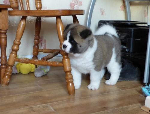  �t�n� Akitu Inu, fene�ku.