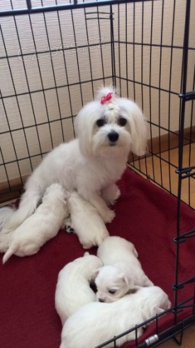 Malt�zsk� ps�k