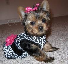 Jork��rsk� teri�r