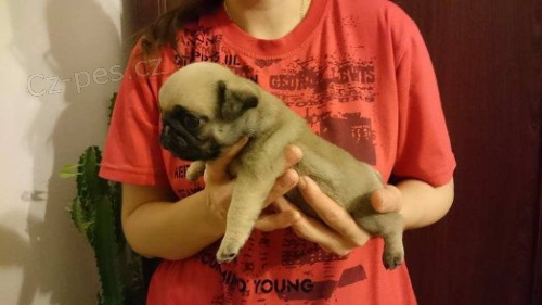 Mops - prod�m �t��ata s PP