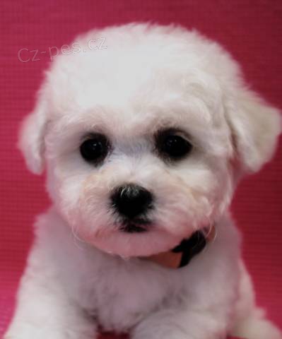 Bi�onek - Bichon Fris�
