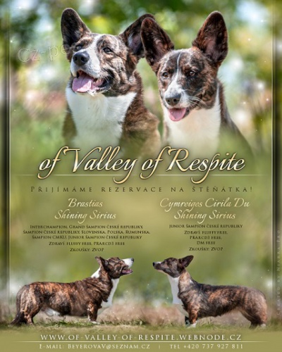 �t���tka welsh corgi cardigan