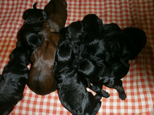 Briard - palv� a �ern� �t��ata