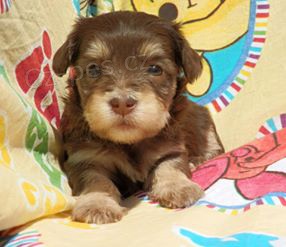 Havansk� ps�k - �t���tka