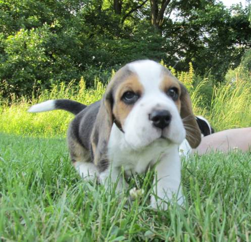 Beagle - �t��ata s PP
