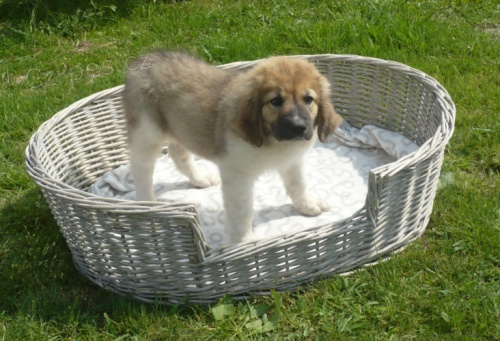 �esk� horsk� pes