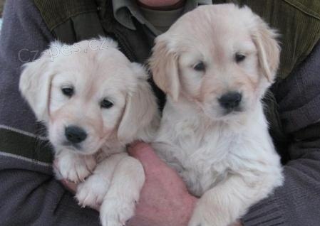 Zlat� retr�vr na prodej s PP