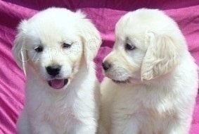 Zlat� retr�vr na prodej s PP