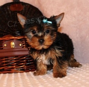 York��rsk� teri�r na prodej s PP