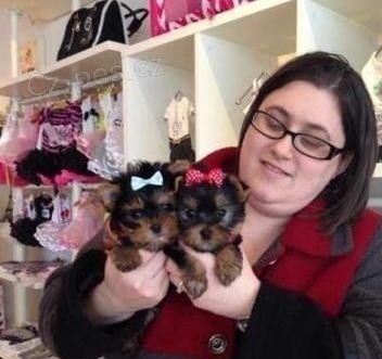 York��rsk� teri�r na prodej s PP