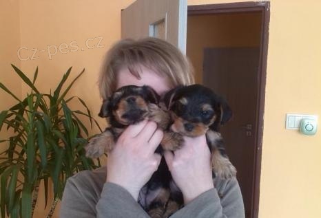 York��rsk� teri�r na prodej s PP